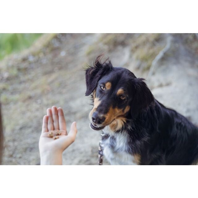 Insect Heart Dog Training Treat