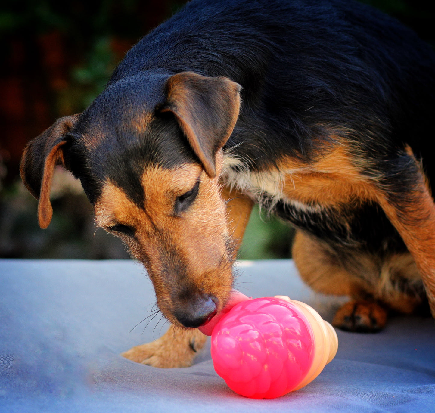 Snuffle enrichment box for dogs