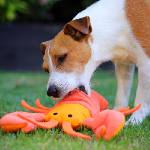 Snuffle enrichment box for dogs