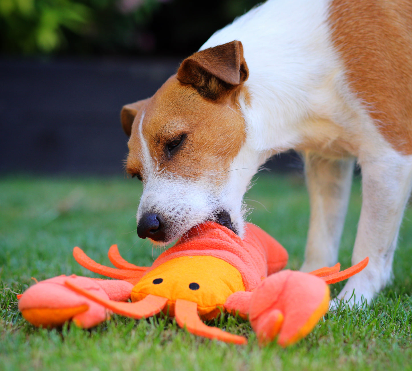 Lobster Snuffle Feeding Toy By Injoya