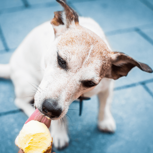 Top Tips To Keep Your Dog Cool and Avoid Heat Stroke
