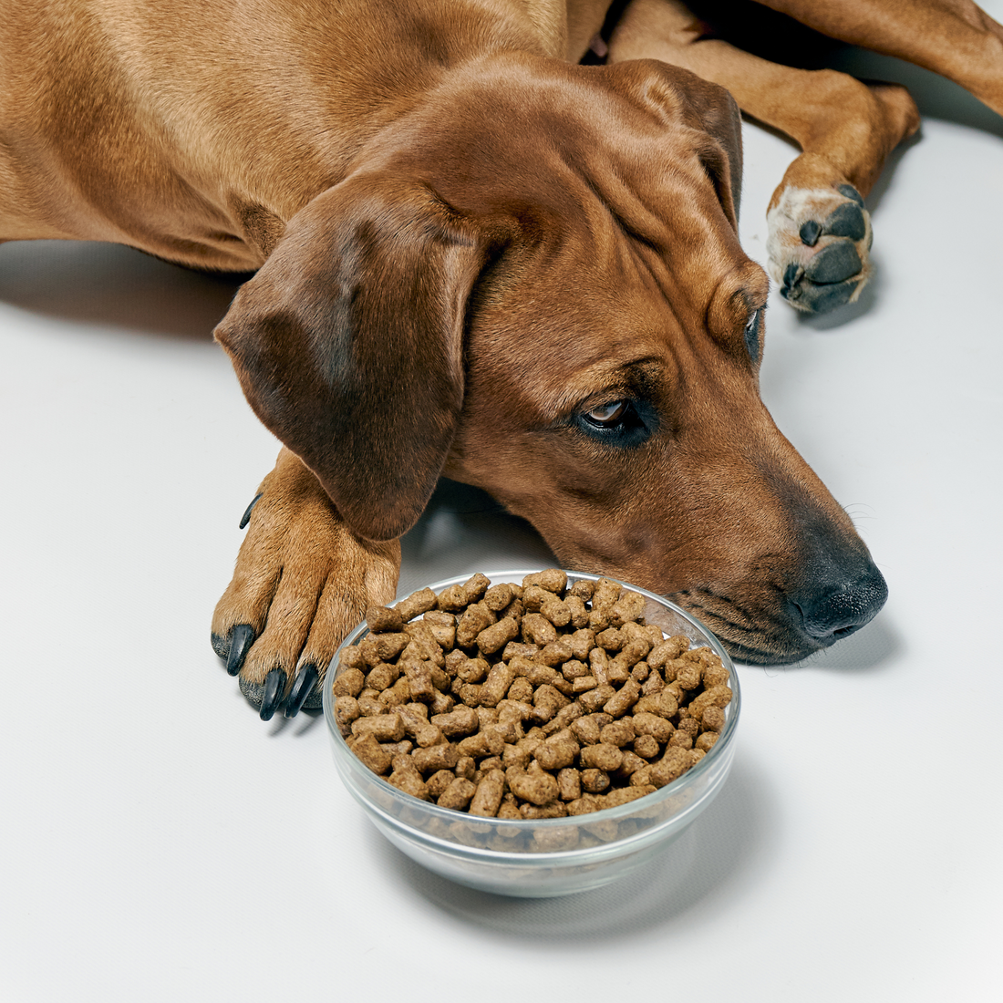 dog lying beside bowl of dog kibble