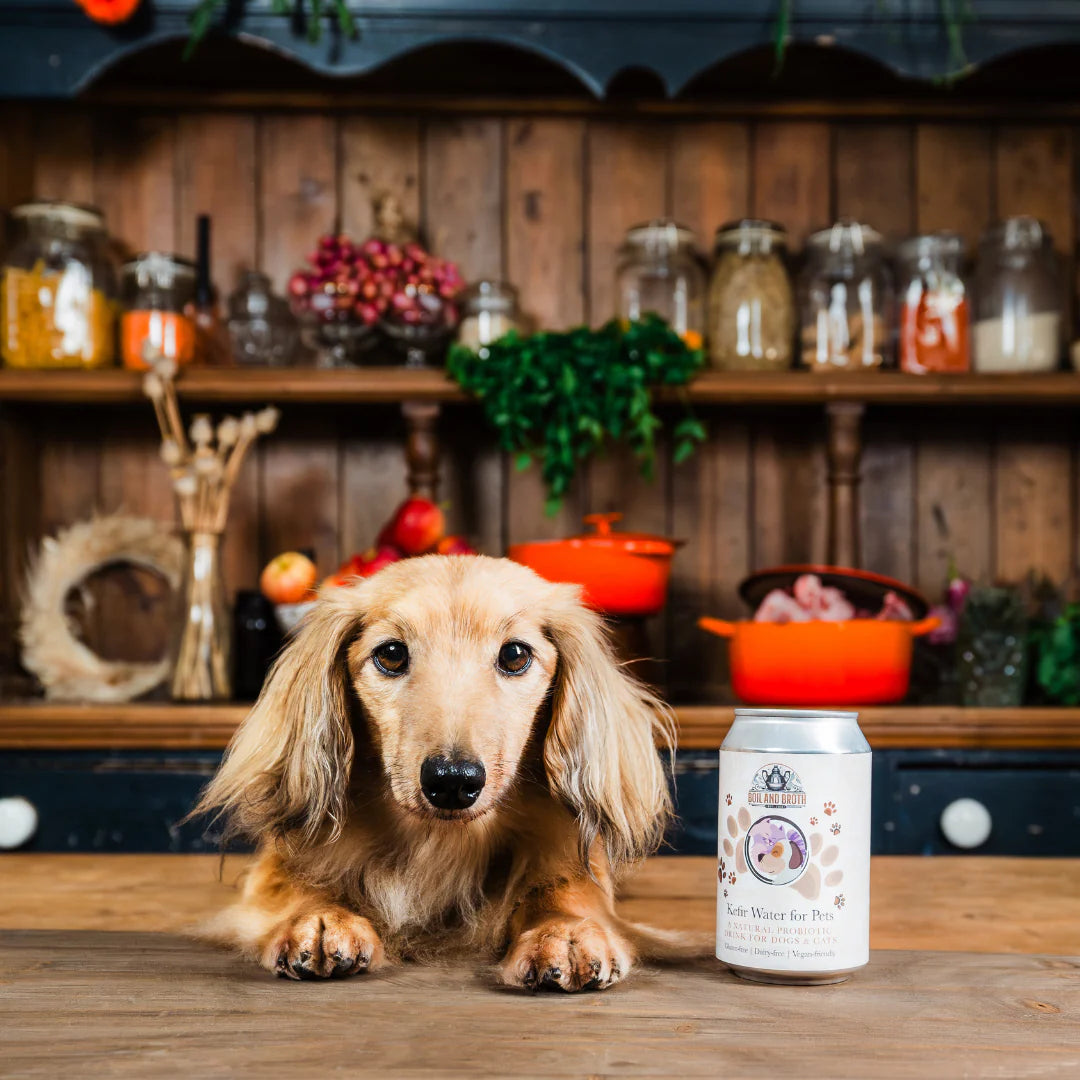 The Recovery Box for Dogs