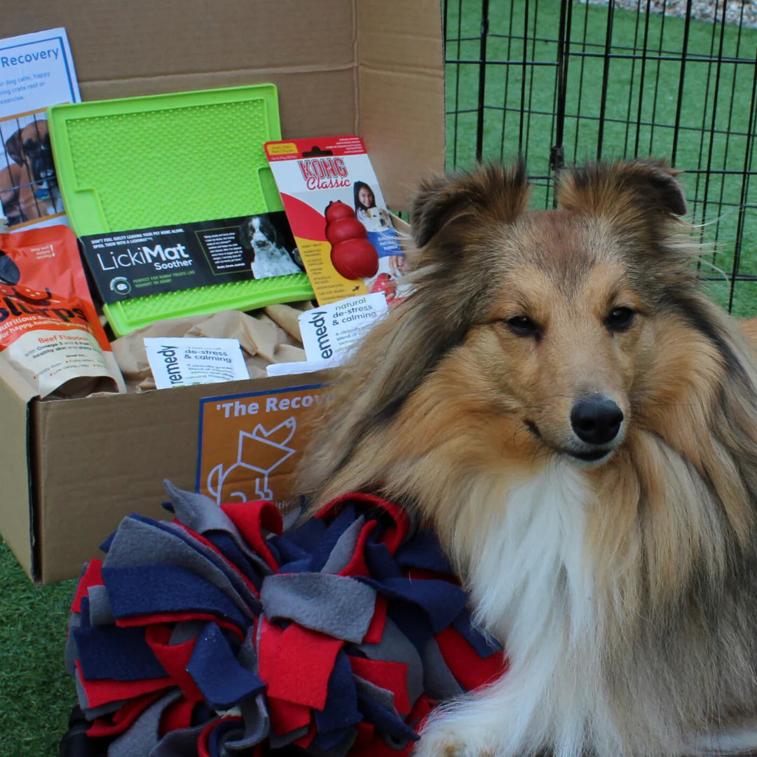 The Recovery Box for Dogs