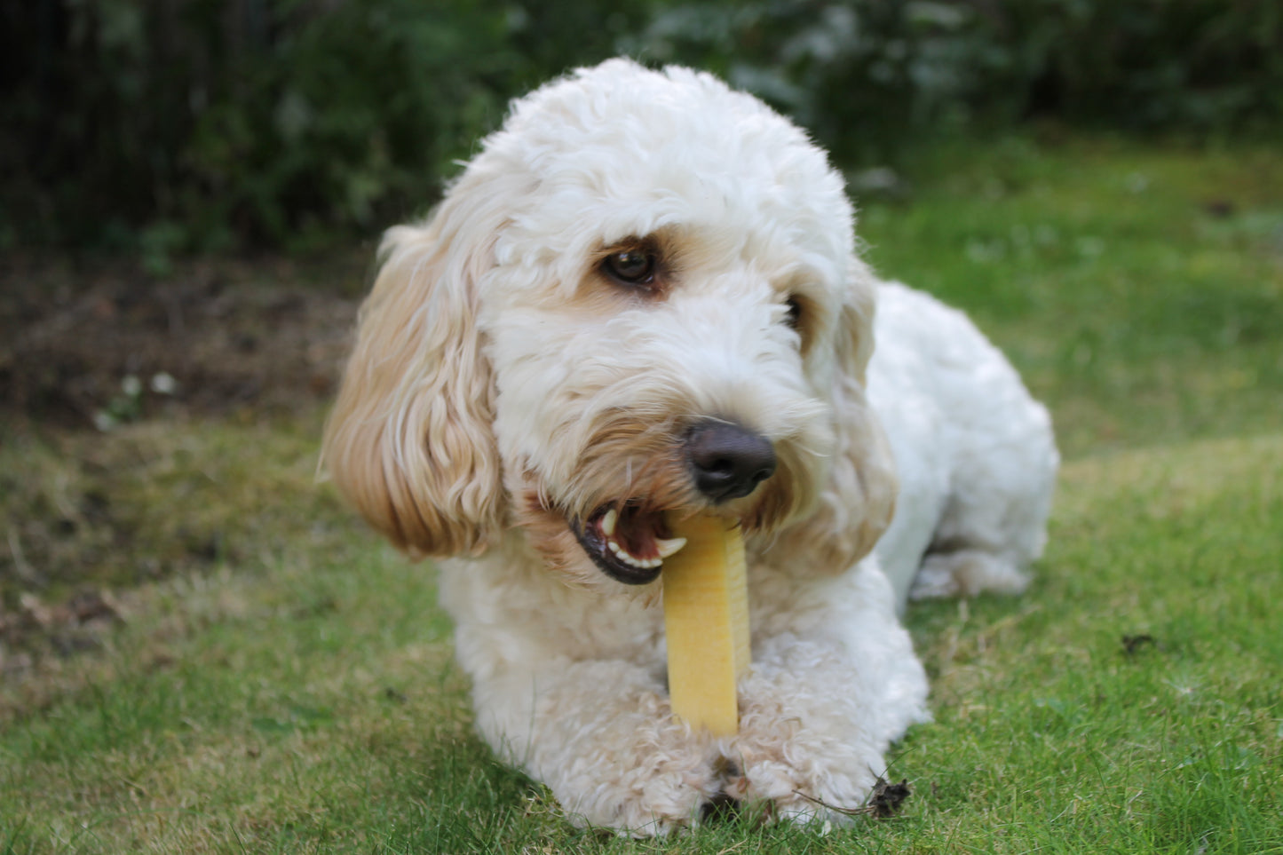 YAK SNACK CHEW